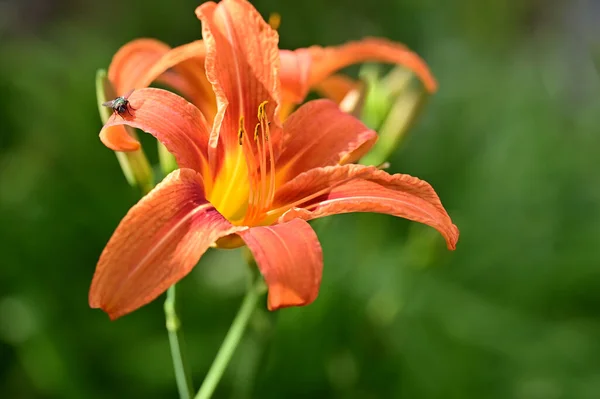 庭の美しいユリの花 花の背景 — ストック写真