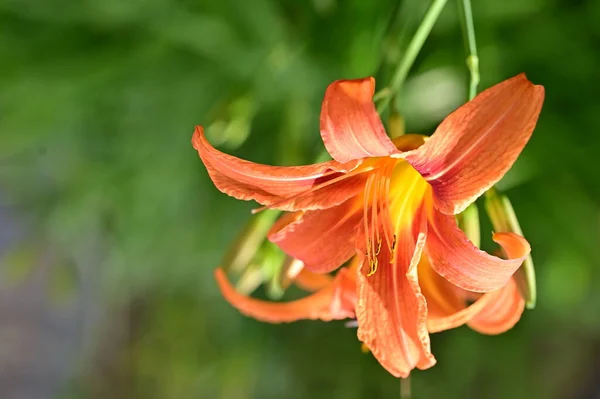 Bahçedeki Güzel Zambaklar Çiçek Arkaplanı — Stok fotoğraf