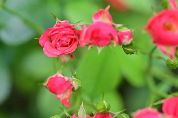 Όμορφα Τριαντάφυλλα Στον Κήπο Λουλουδάτα Φόντο — Φωτογραφία Αρχείου