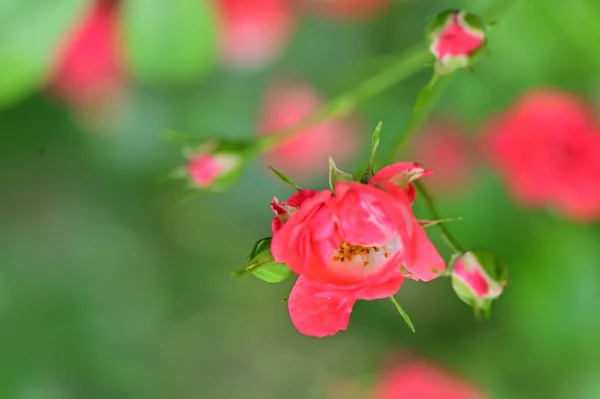 花园中美丽的玫瑰花朵 花卉背景 — 图库照片