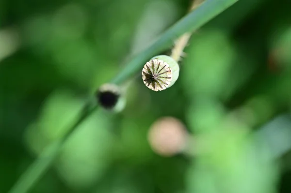 Макові Квіти Пелюсток Саду — стокове фото