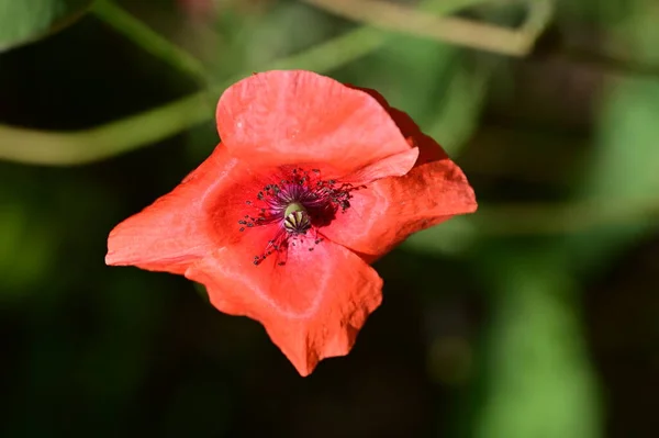 庭の美しいポピーの花 花の背景 — ストック写真