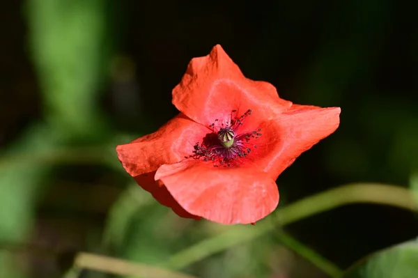 庭の美しいポピーの花 花の背景 — ストック写真