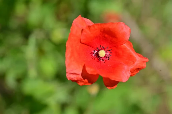 Beautiful Poppy Flower Garden Floral Background — Stock Photo, Image