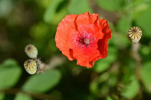 Piękny Mak Kwiat Ogrodzie Kwiatowe Tło — Zdjęcie stockowe