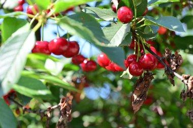 Bahçedeki bir dalda olgun kırmızı kirazlar