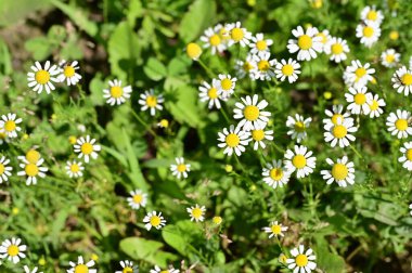 Bahçedeki güzel beyaz çiçekler