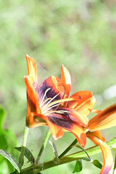 Gyönyörű Liliom Virágok Kertben Virágos Háttér — Stock Fotó