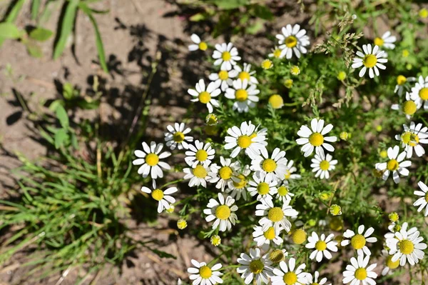 Krásné Bílé Květy Zahradě — Stock fotografie