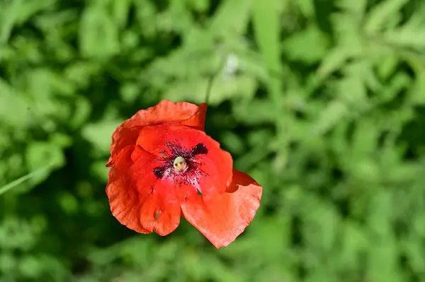 Flores Amapola Roja Jardín —  Fotos de Stock