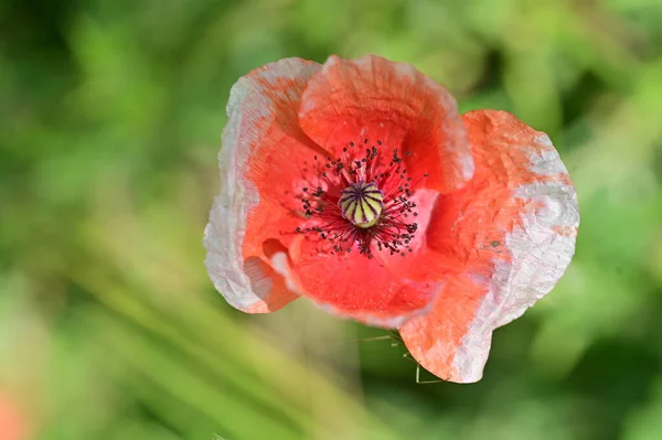 Fleurs Pavot Rouge Dans Jardin — Photo