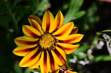 Bahçedeki portakal çiçekleri