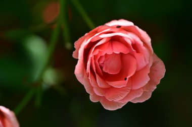 kırmızı gül bahçesinde, görünümü Kapa