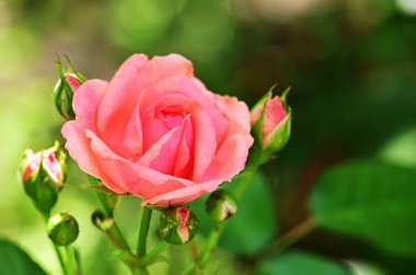 kırmızı gül bahçesinde, görünümü Kapa