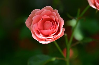 kırmızı gül bahçesinde, görünümü Kapa