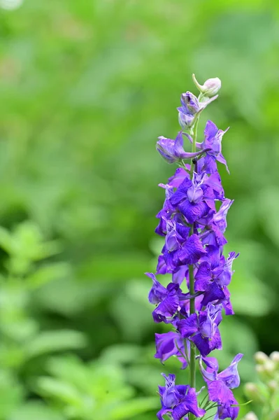 stock image beautiful purple flowers in the garden 