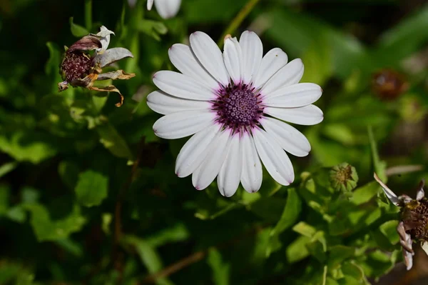 Belle Fleur Dans Jardin Vue Rapprochée — Photo
