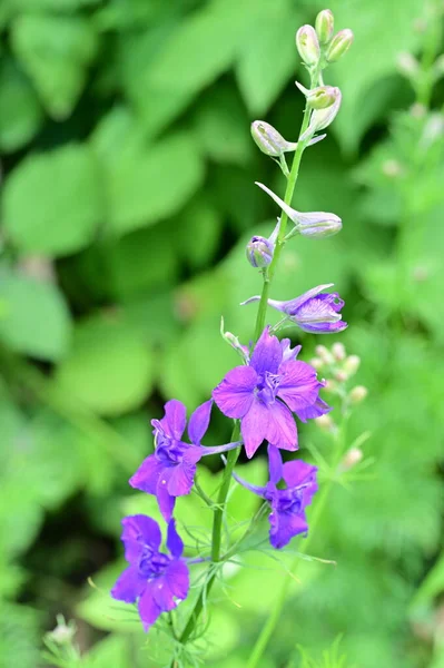 Hermosas Flores Púrpuras Jardín — Foto de Stock