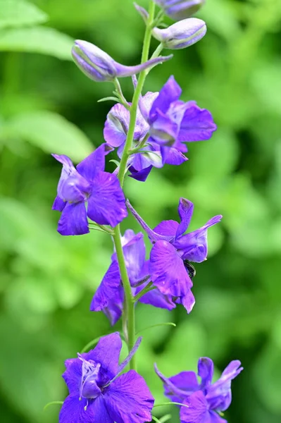Kaunis Violetti Kukkia Puutarhassa — kuvapankkivalokuva