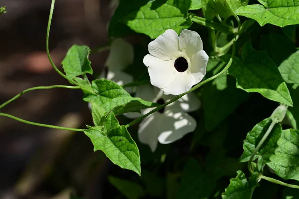 Closeup Shot Beautiful White Flowers Garden — Stock Photo, Image