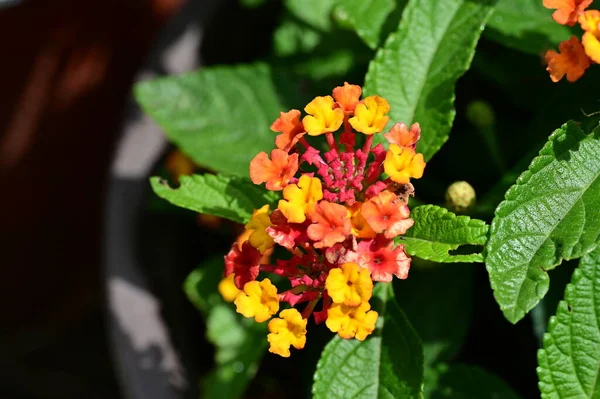 Närbild Färgglada Blommor Växer Utomhus — Stockfoto