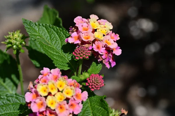 stock image close up of beautiful flowers growing outdoors 