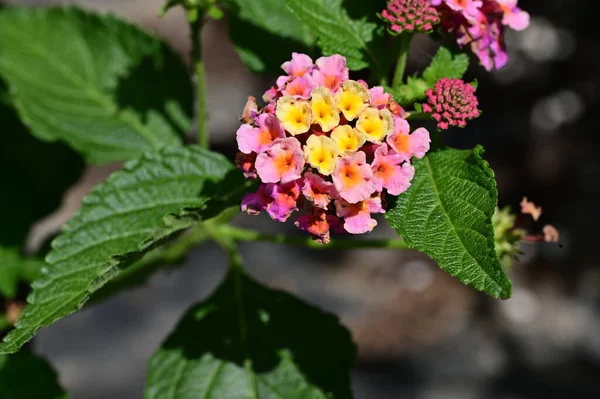 stock image close up of beautiful flowers growing outdoors 