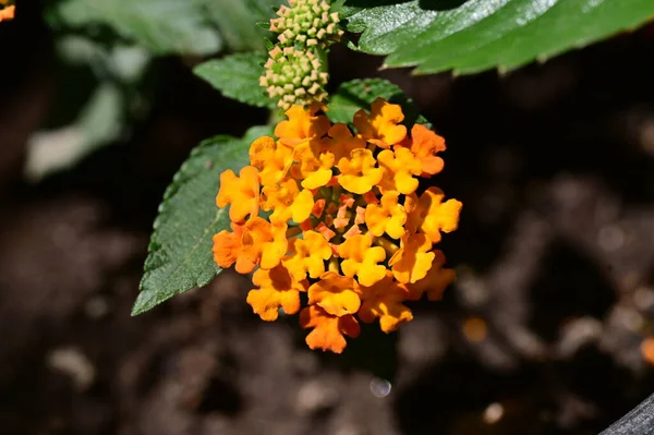 Orange Blommor Trädgården — Stockfoto
