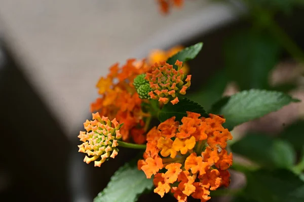 Fleurs Orange Dans Jardin — Photo