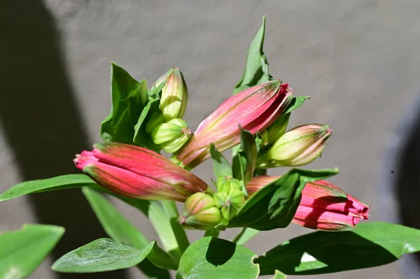 Bahçedeki Güzel Pembe Çiçekler — Stok fotoğraf