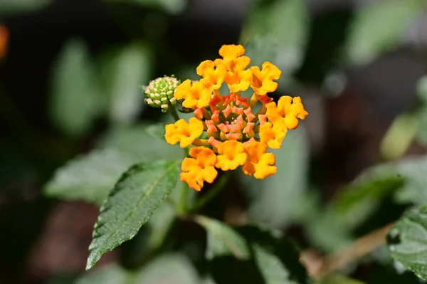 Flores Laranja Jardim — Fotografia de Stock