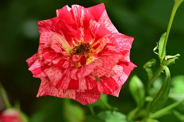 stock image beautiful  rose flower in garden, close view