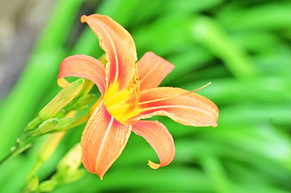Vacker Orange Liljor Den Gröna Trädgården Bakgrund — Stockfoto