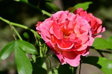 Bahçedeki güzel güller, yakın manzara.