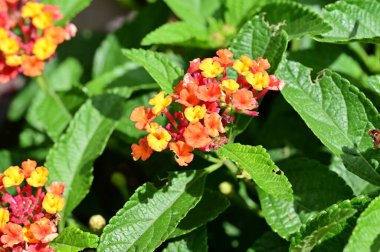 Bahçedeki güzel çiçekler, yakın manzara.