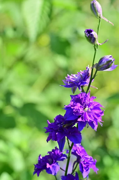Bahçedeki Güzel Çiçek Yakın Görüş — Stok fotoğraf