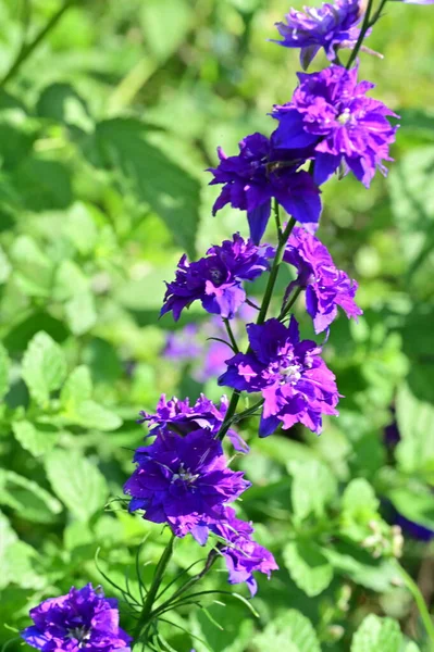 Vacker Blomma Trädgården Nära Utsikt — Stockfoto