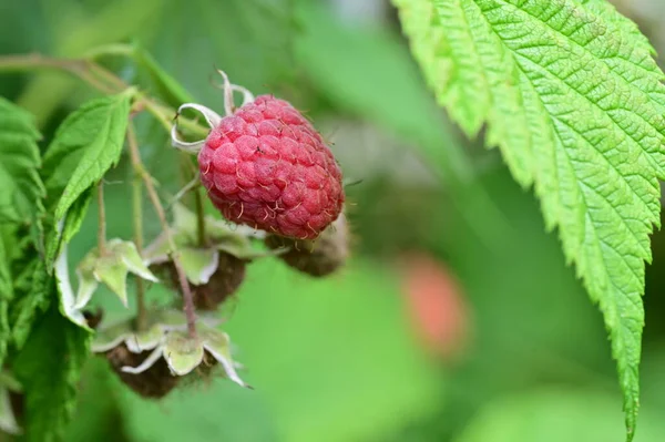 stock image bush with raspberries, close view, summer concept 