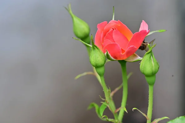 Όμορφα Τριαντάφυλλα Στον Κήπο Κοντά Θέα — Φωτογραφία Αρχείου