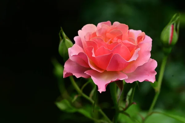 Hermosas Rosas Flores Jardín Vista Cercana —  Fotos de Stock