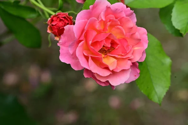 Красиві Троянди Квіти Саду Вид Крупним Планом — стокове фото