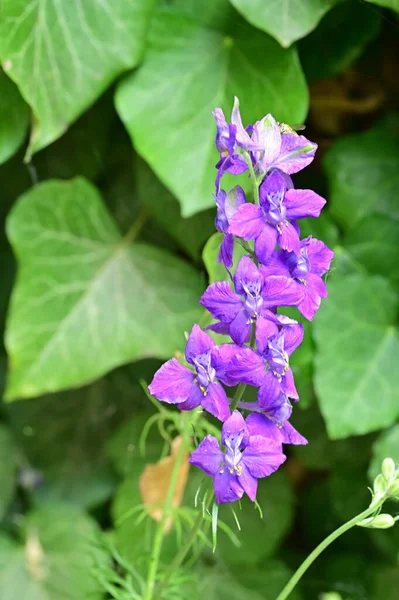 Beautiful Flower Garden Close View — Stock Photo, Image