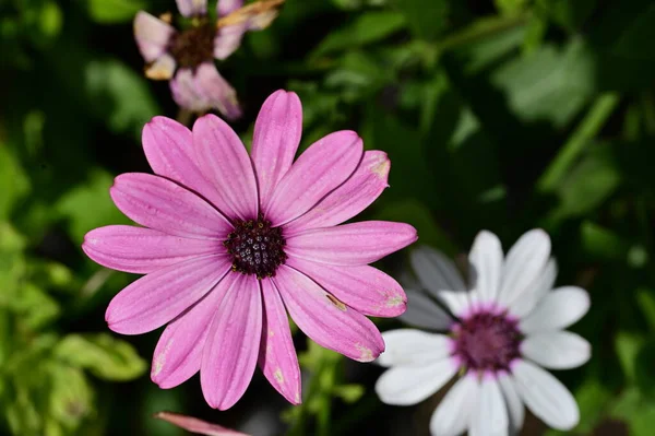 庭の美しい花を間近に眺め — ストック写真