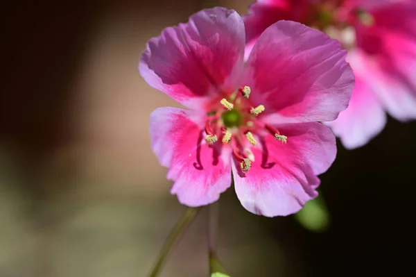 Schöne Blume Garten Blumiger Hintergrund — Stockfoto