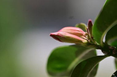 Bahçedeki güzel tomurcuklar 