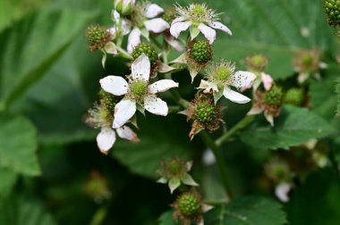  Bahçede böğürtlen var.  