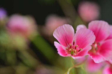 güzel parlak Çiçekler, yakın