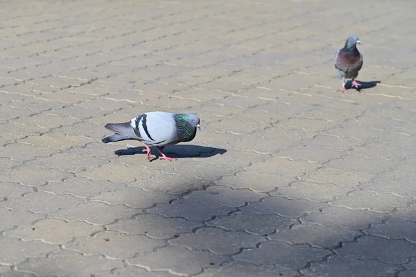 Tauben Vögel Auf Der Straße — Stockfoto