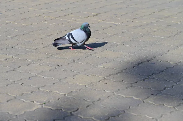 在城市里散步的鸽子 — 图库照片