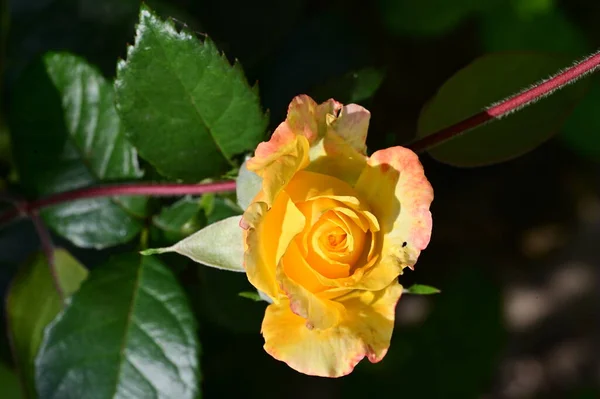 花园里美丽的玫瑰 — 图库照片